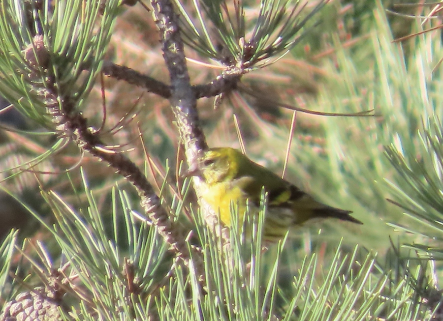 Eurasian Siskin